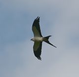 DSC_5831b.jpg