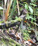 DSC_6119b.jpg