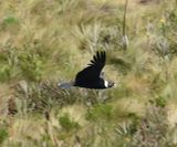 DSC_6327b.jpg