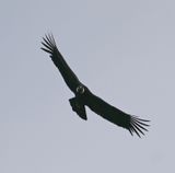 DSC_6337b.jpg