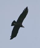 DSC_6344b.jpg