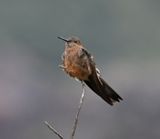 DSC_6396b.jpg