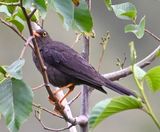 DSC_6437b.jpg