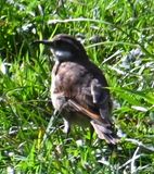 DSC_6465b.jpg