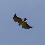 DSC_6477b.jpg