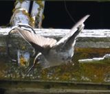 DSC_6533b.jpg