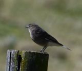 DSC_6550b.jpg
