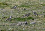 DSC_6579b.jpg
