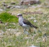 DSC_6599b.jpg