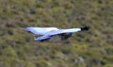 DSC_6629b.jpg
