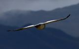 DSC_6634b.jpg