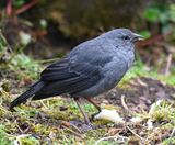DSC_6700b.jpg