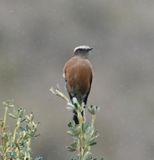 DSC_6708b.jpg
