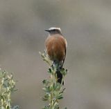 DSC_6712b.jpg