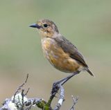 DSC_6749b.jpg