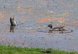 DSC_6763b.jpg