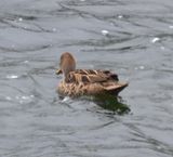 DSC_6769b.jpg