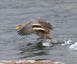 DSC_6771b.jpg