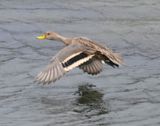 DSC_6774b.jpg