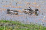 DSC_6778b.jpg
