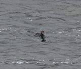 DSC_6780b.jpg