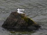 DSC_6794b.jpg