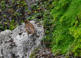 DSC_6800b.jpg