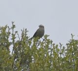 DSC_6809b.jpg
