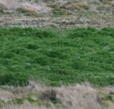 DSC_6814b.jpg