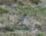DSC_6814bb.jpg