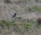 DSC_6858b.jpg