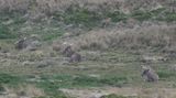 DSC_6876b.jpg