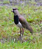 DSC_6916b.jpg