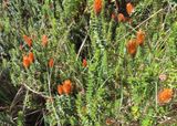 IMG_6145b.jpg