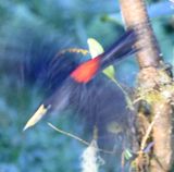 DSC_6960b.jpg