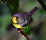 DSC_7093b.jpg