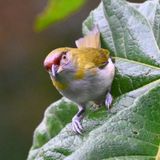 DSC_7104b.jpg