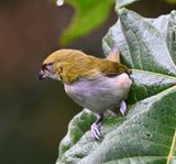 DSC_7106b.jpg