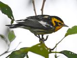 DSC_7117b.jpg