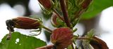 DSC_7124bb.jpg