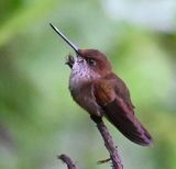 DSC_7133b.jpg