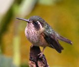 DSC_7155b.jpg