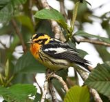 DSC_7186b.jpg