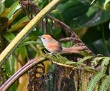 DSC_7224b.jpg