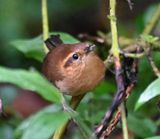 DSC_7234b.jpg
