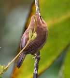 DSC_7252b.jpg