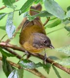 DSC_7273b.jpg