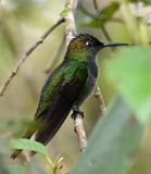 DSC_7300b.jpg