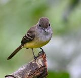 DSC_7305b.jpg