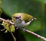 DSC_7310b.jpg